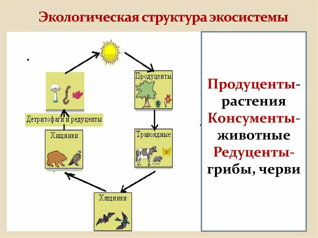 Роль функциональных групп в биогеоценозе. Цепи трофической структуры экосистемы. Экологическая структура экосистемы редуценты консументы. Экологическая структура экосистемы схема. Экологическая структура биогеоценоза схема.