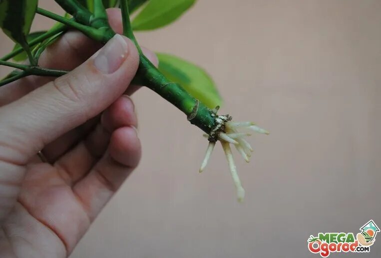 шеффлера отросток. шеффлера черенок. размножение шефлеры. цветок шеффлера размножение. шефлера.