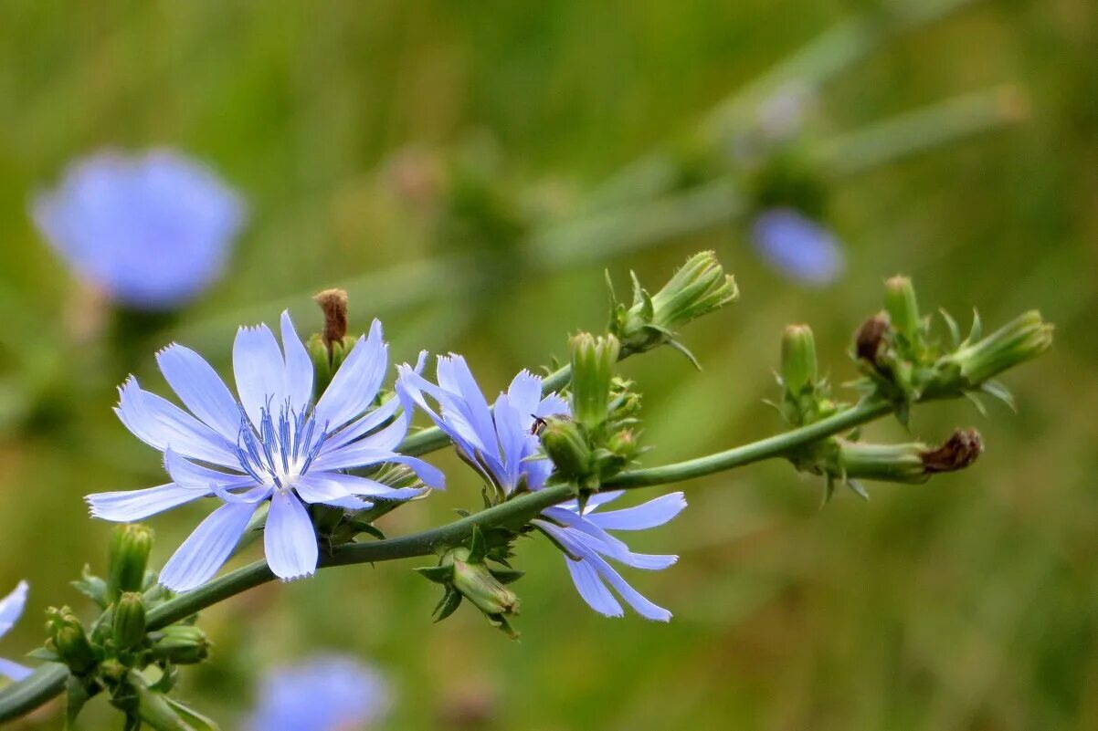 цикорий обыкновенный cichorium intybus. цикорий обыкновенный cichorium intybus. как выращивают цикорий. Cichorium intybus. цикорий полевой.