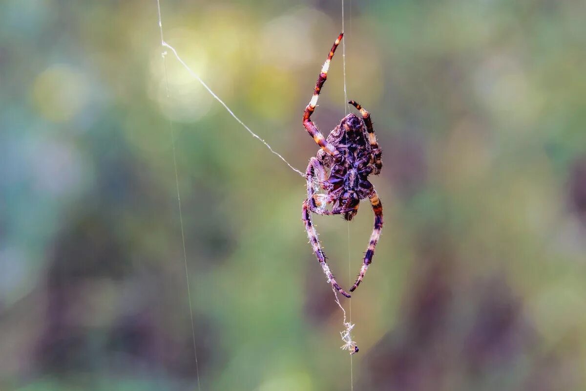 паук висит. паук спускается на паутине. паук спускающийся на паутине. паук висит на паутине. паучок на паутине.