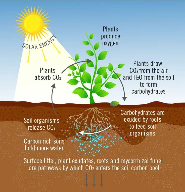 What goods were made from the plant. Карбон почва. Углерод в почве. Растения Plants produced. Plants absorb co2, produce Oxygen and Phytonsides.