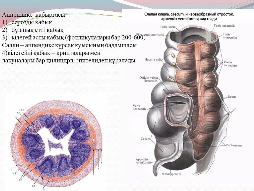 Строение аппендикса. Строение стенки аппендикса. Строение аппендикса анатомия. Четырехслойное строение аппендикса. Строение слепой кишки и червеобразного отростка.