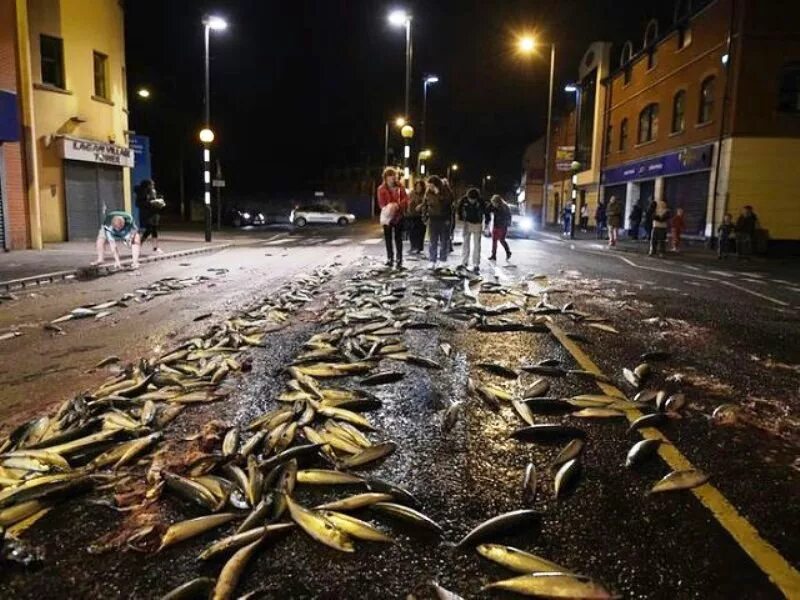 дождь из рыбы. йоро рыбный дождь. природное явление рыбный дождь. дождь из рыбы в миннесоте 2006 год. дождь из животных.