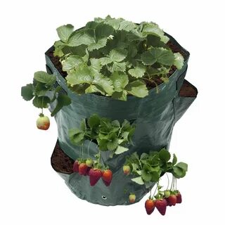 Bag plant