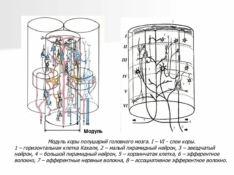 Модуль столбца. Модуль коры полушарий большого мозга. модульная организация коры больших полушарий. модульный принцип организации коры полушарий большого мозга. гистология модуль кора больших полушарий головного мозга.