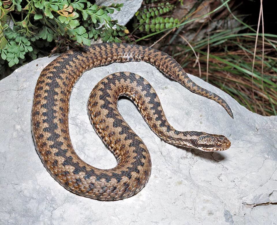 Обыкновенная гадюка (Vipera berus). Обыкновенная гадюка - Vipera berus (Linnaeus, 1758). Обыкновенная гадюка (Vipera berus l.). Гадюка Сибирская.