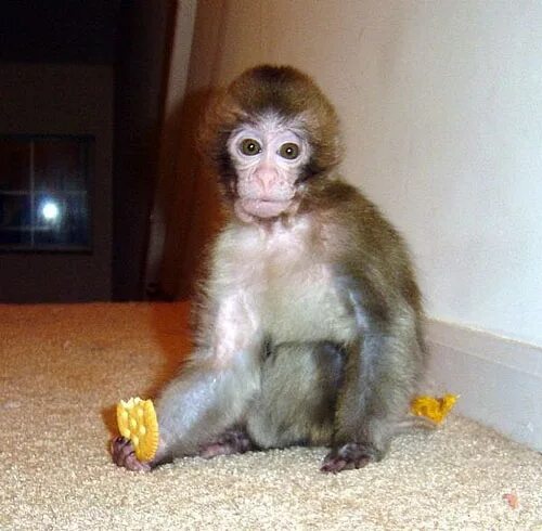 Обезьянка живет дома. Маленькая обезьяна. Мартышка домашняя. Обезьянка мария францевна. Маленькие обезьянки.