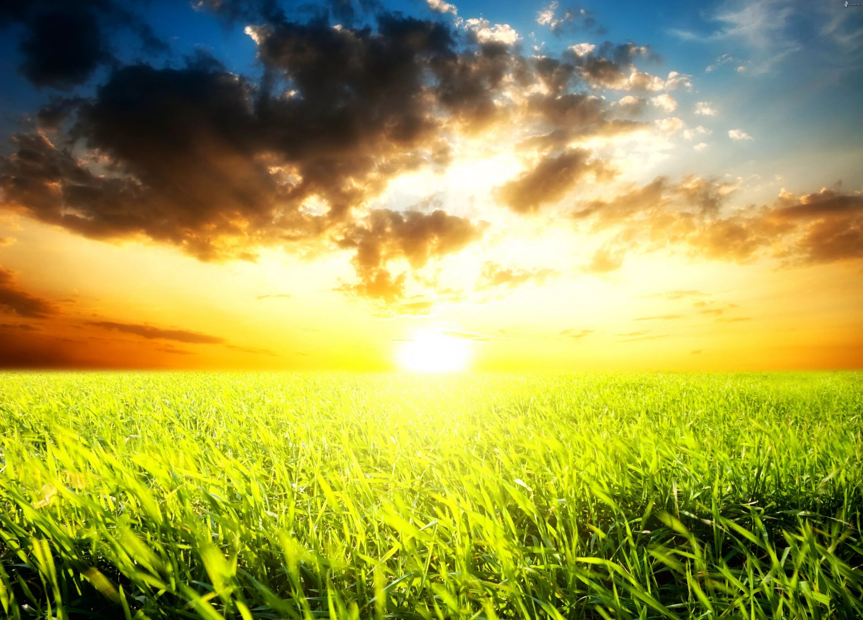 Солнечный пейзаж. На восходе солнца. Лучи солнца. Яркое поле солнышко. Трава солнце.