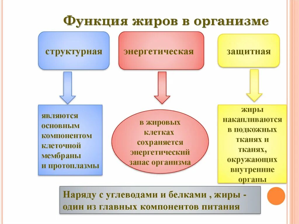 Охарактеризуйте роль жиров в организме животных приведите. Жиры функции в организме. Функции жира в организме человека. Функции жиров в организме человека. Функции жиров в организ.