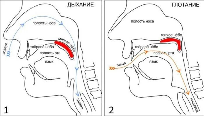 Поднятие мягкого неба. Snor тренажер от храпа. Функциональная связь процессов дыхания жевания и глотания. Схема акта глотания.