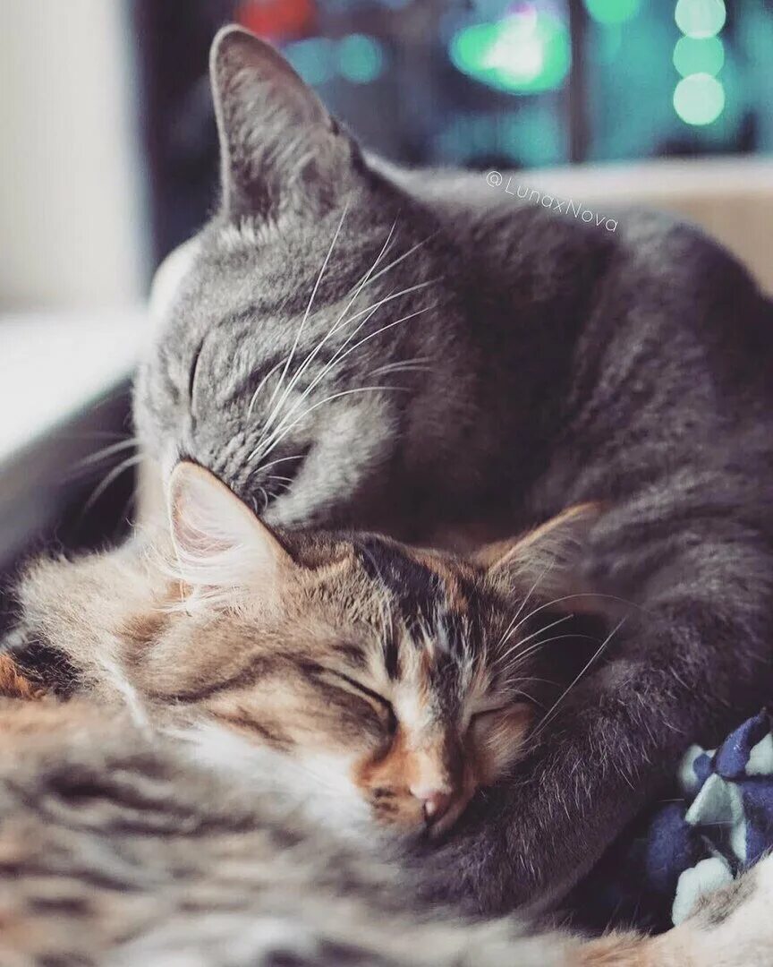 Кошки любовь. Влюбленные коты. Котики обнимаются. Кошки в обнимку. Картинки с любящими котиками