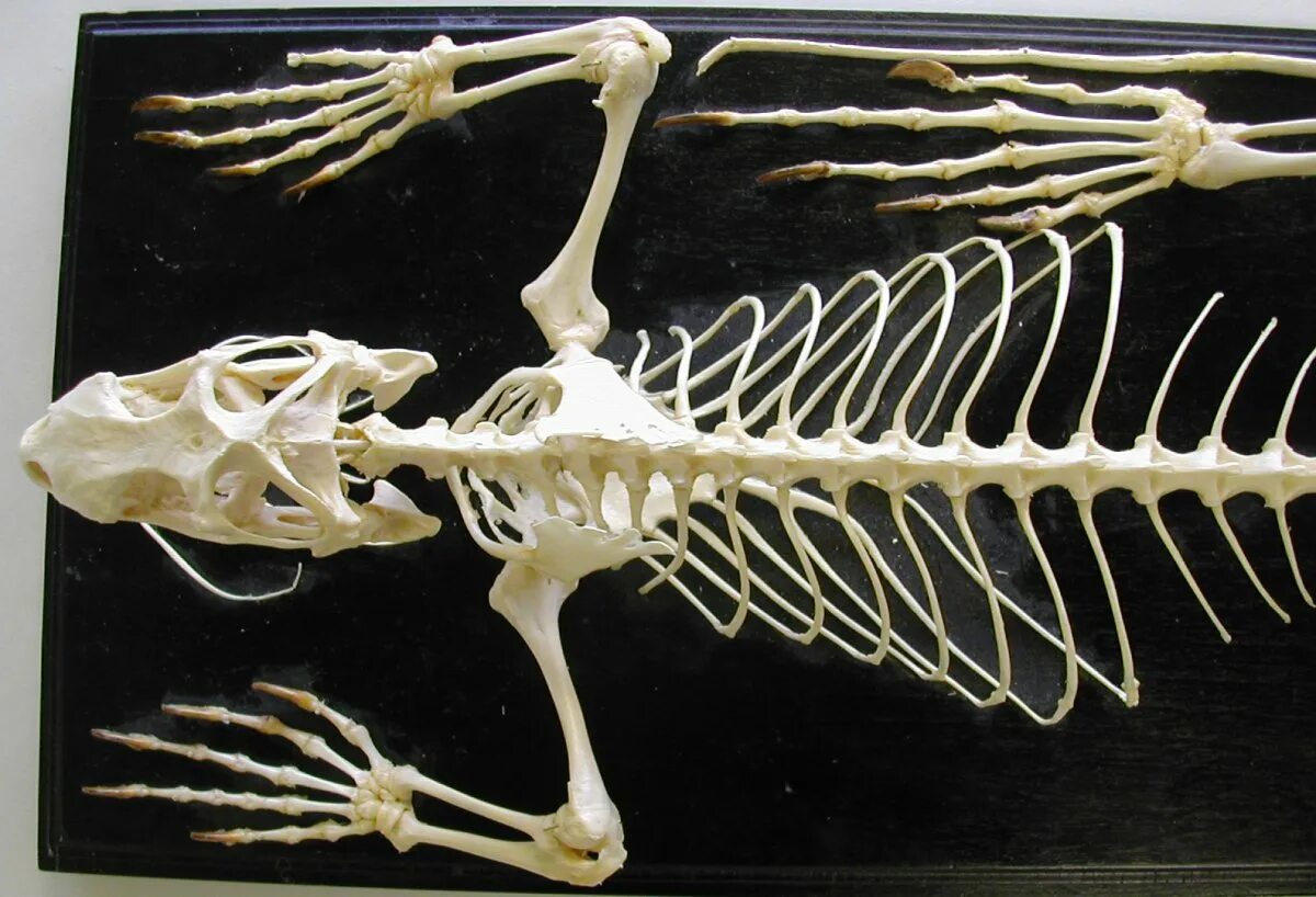 Грудина у ящерицы. Скелет варанов грудная клетка. скелет ящерицы грудная клетка. скелет варана. кости ящерицы.