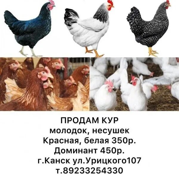 Куры несушки Доминант белые. Куры молодки несушки Доминант. Куры Доминант 450. Несушки микс куры. Где продают кур несушек