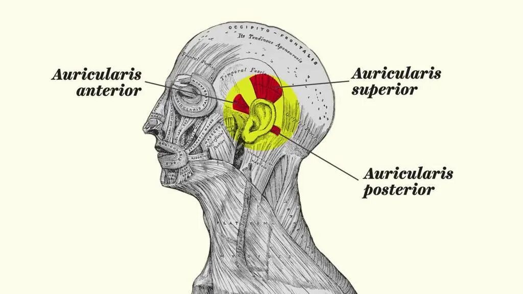 Мышца возле уха. Задняя ушная мышца m. auricularis posterior. верхняя ушная мышца (m. auricularis superior). мышцы вокруг ушей.