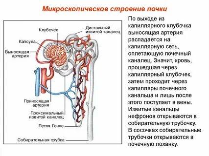 Извитой почечный каналец