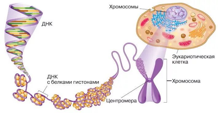 Эукариотическая клетка молекула днк. Строение ДНК эукариот. Генетический материал клеток эукариотов. ДНК В эукариотических клетках. Строение хромосомы эукариот.