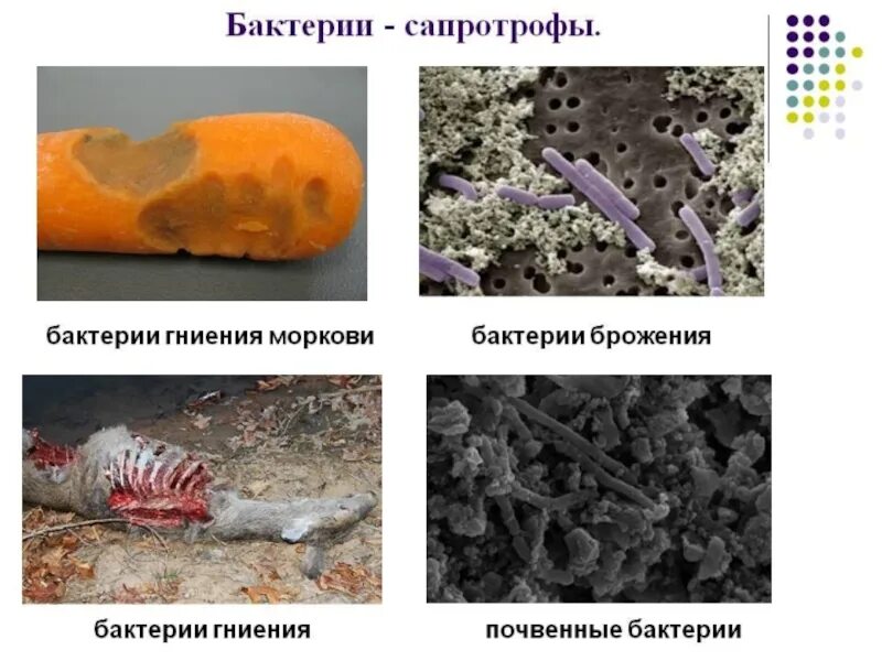 Гнилостные бактерии питание. Почвенные бактерии сапротрофы. Бактерии сапротрофы и паразиты. Примеры бактерий сапротрофов. Бактерии сапротрофы примеры.