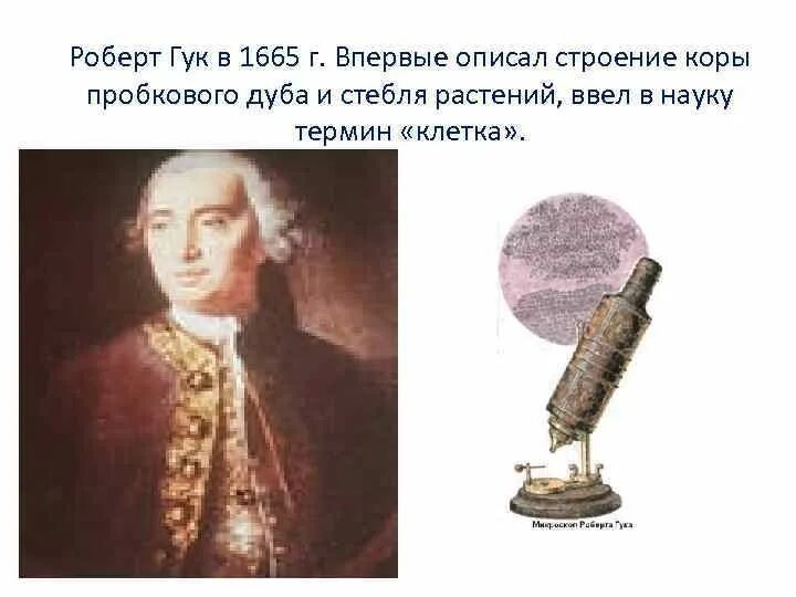 Гук ввел термин клетка. Гук ввел термин клетка