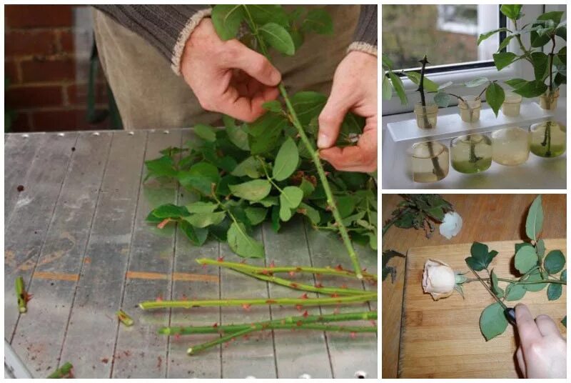 Как вырастить розу в воде. Укоренение черенков роз. Черенки роз укоренение. Кампсис черенки.