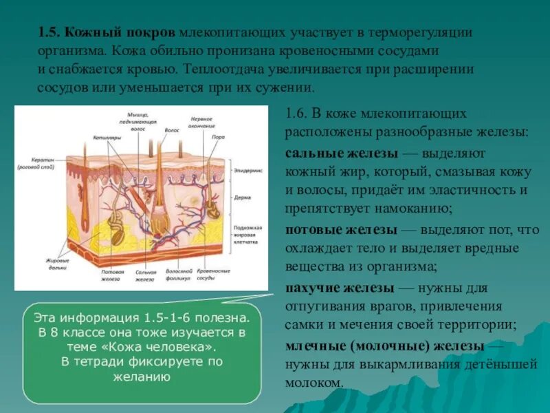 Кожный Покров млекопитающих 7 класс. Строение кожи млекопитающих. Кожный Покров класс млекопитающих. Строение кожного Покрова млекопитающих.