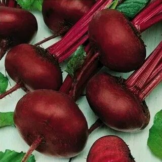 Свекла египетская