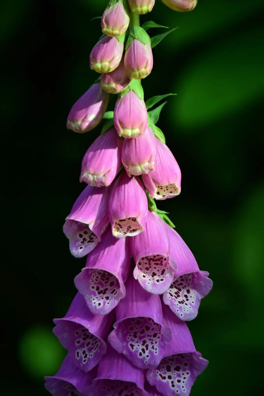 Poisonous flower. Наперстянка дигиталис Пурпуреа. Наперстянка Глоксиниецветная. Наперстянка пурпурная – digitalis purpurea.