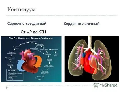 Сердечно легочной кровообращение