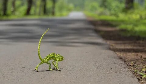 Дорога хамелеон