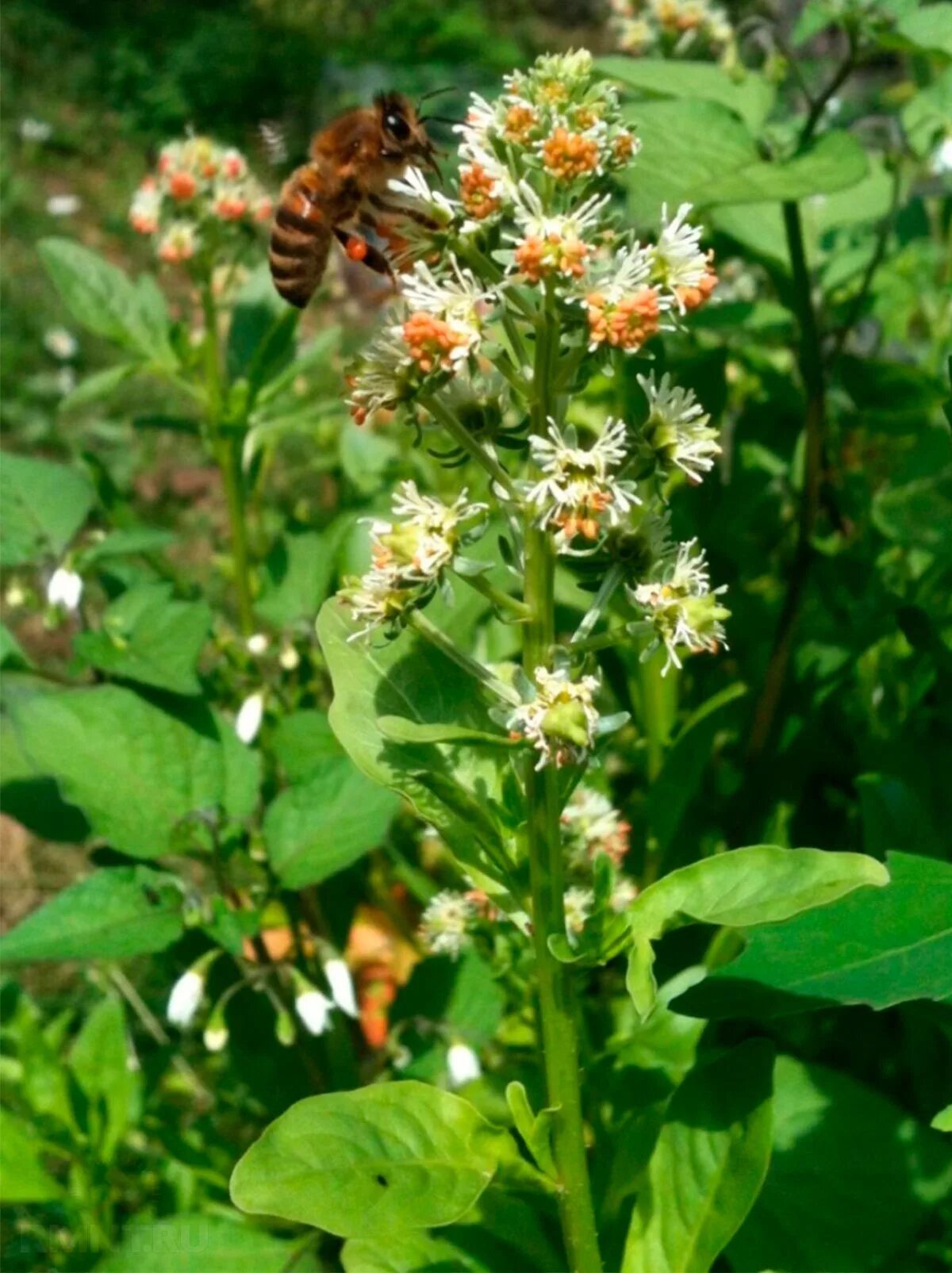 Резеда душистая. Цветок Резеда душистая. Reseda odorata. Резеда медонос. Резеда душистая семена