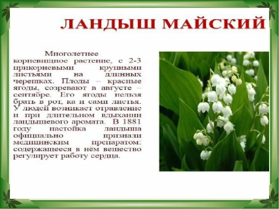 Города занесены в красную книгу. Животные и растения красной книги. растения и животные занесенные в красную книгу. растения красной книги россии. растения из красной книги россии.