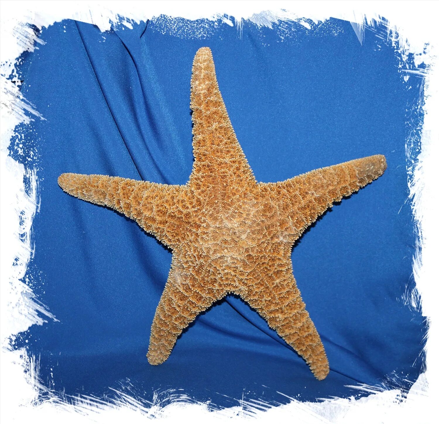 Морская звезда купить. Морская звезда. Морская звезда украшение. Мягкая игрушка морская звезда. Костюм морской звезды.