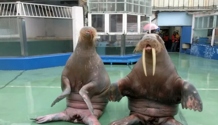 морс логотип. танец моржа. морж гифка. танец моржа. девушка, морж- танец.