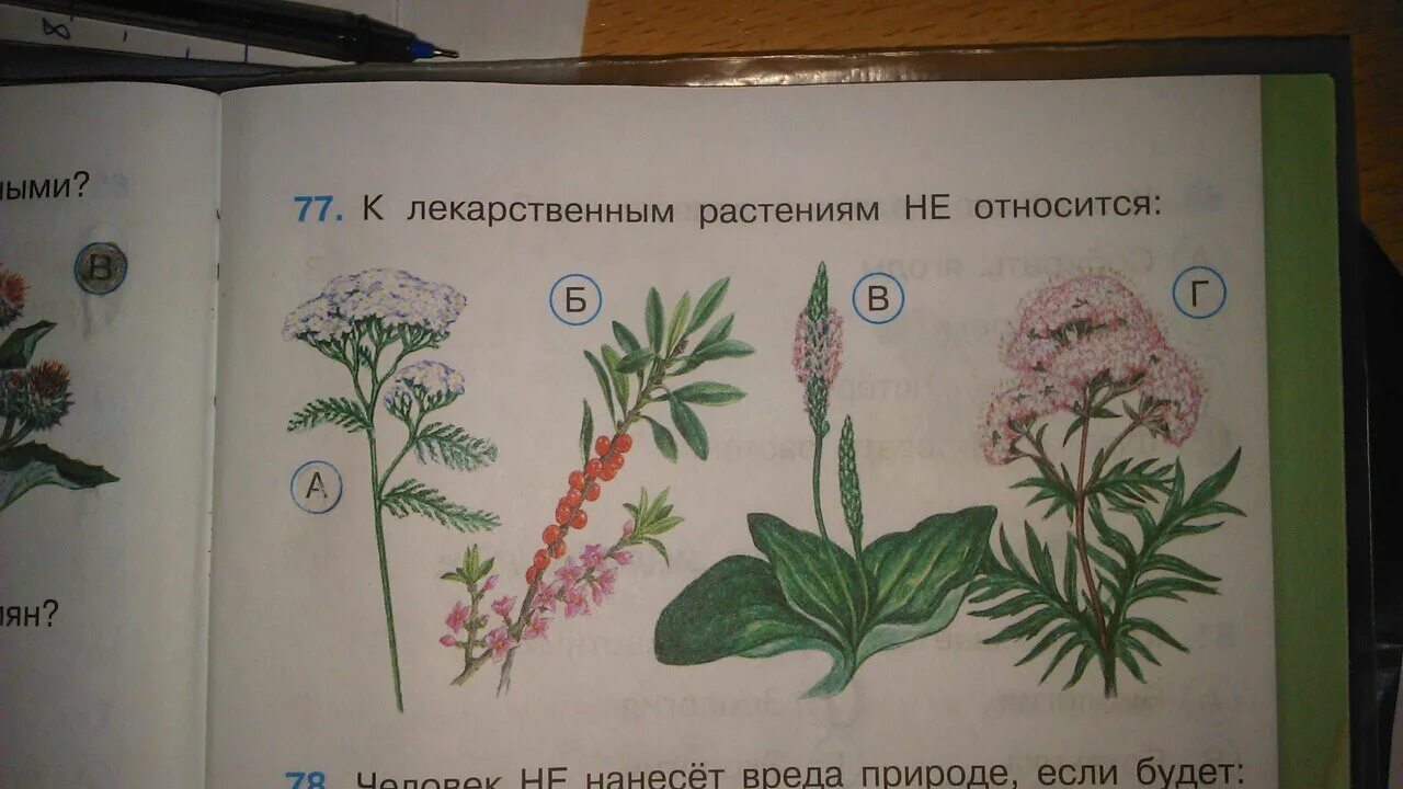 1 шт 3 растительное