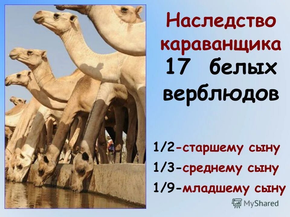 17 верблюдов. погонщик верблюдов. фауна саудовской аравии. притча о верблюдах наследство. 17 верблюдов.
