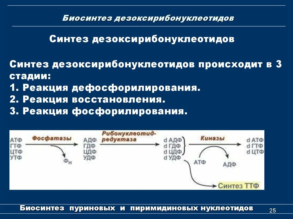 Синтез дезоксирибонуклеотидов. Рибонуклеотидредуктазный комплекс. Характеристики синтеза дезоксирибонуклеотидов. 4. Синтез дезоксирибонуклеотидов. Регуляция.. Схема синтеза дезоксирибонуклеотидов.