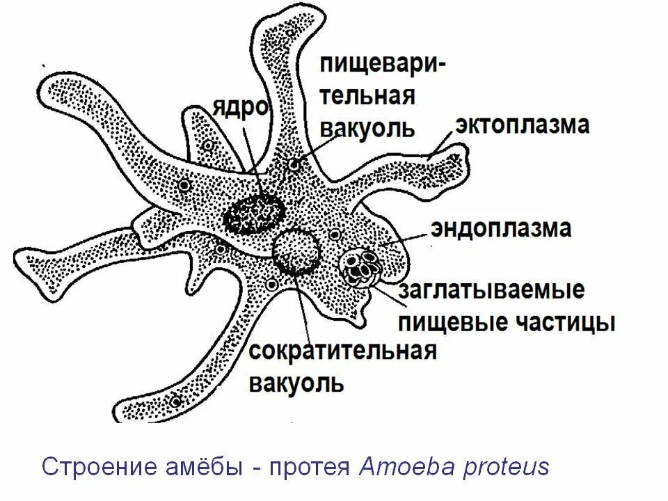 Ложноножки простейших животных представляют собой