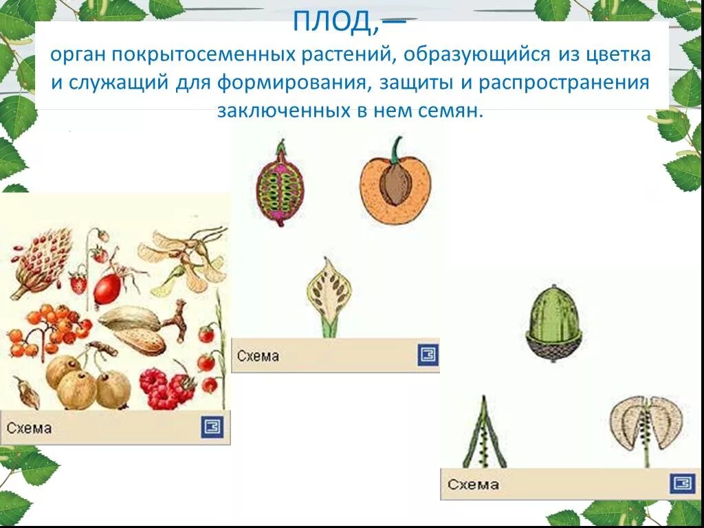 Классификация плодов покрытосеменных растений. Строение плода покрытосеменных растений. Типы плодов у цветковых растений. Плоды растений. Основные группы плодов
