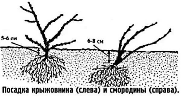 На каком расстоянии сажать жимолость друг. Схема посадка кустов смородины весной. Схема посадки смородины и крыжовника. Схема посадки кустов смородины. Посадка черной смородины весной в открытый грунт саженцами.