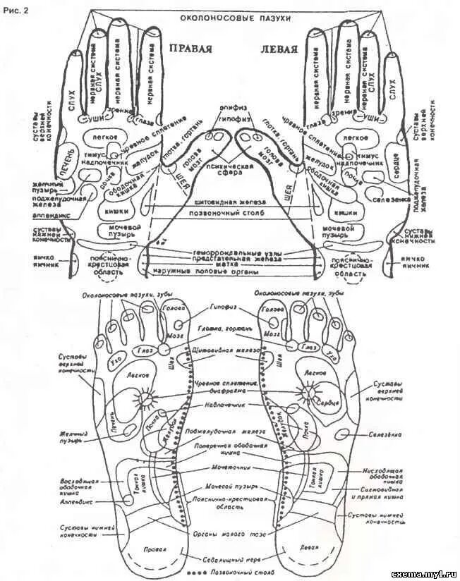 Точки на руках для массажа. Акупунктурные точки ладони схема. Акупунктура ладони схема левая. Акупунктурные точки на ладони человека схема расположения. Акупунктура проекция органов.