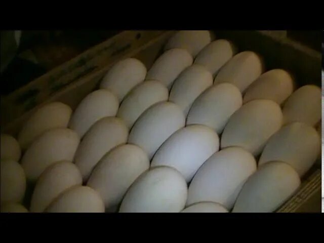 Инкубатор блиц 72 гусиные яйца. Инкубатор Вегас гусиные яйца. Инкубация гусиных яиц в инкубаторе Несушка. Гусиные яйца в инкубаторе. Закладка яиц в инкубатор блиц