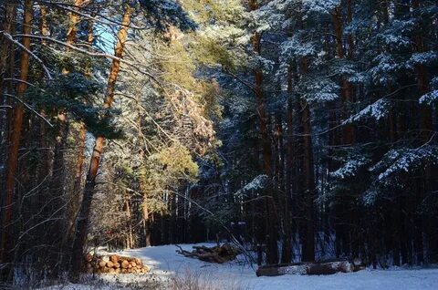 Лес конечно