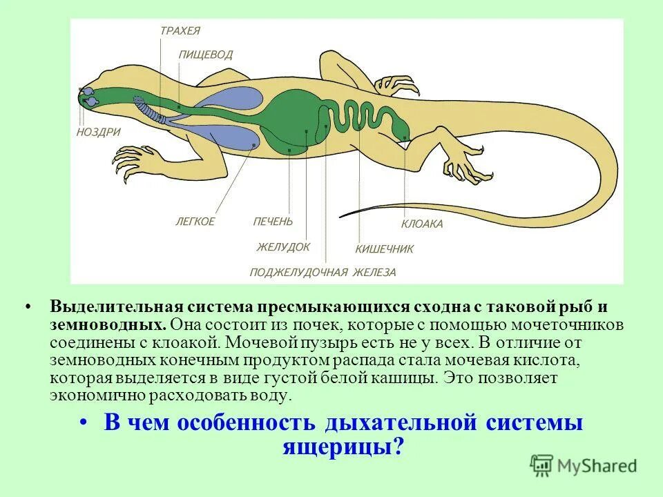 пищеварительная система крокодила. хвостатые земноводные внутреннее строение. особенности внешнего строения рептилий. пресмыкающиеся системы органов таблица. внешнение строение реп.