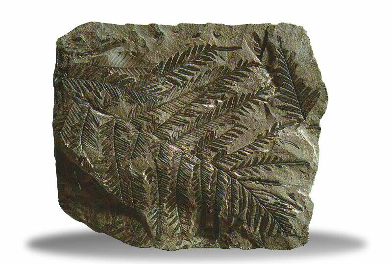 Отпечатки древних папоротников на каменном угле. Каменный уголь из хвощей. Каменный уголь древовидные папоротники. Отпечатки папоротника на каменном угле. Отпечатки на каменном угле.