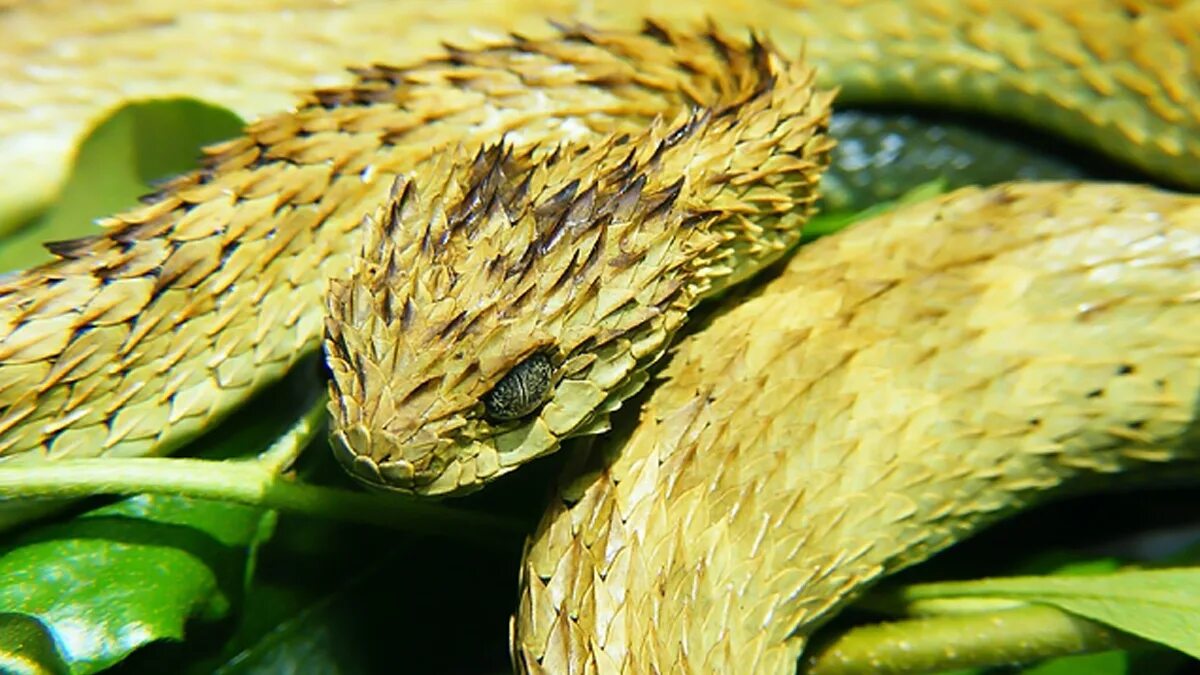 Семена гадюка. Кустарниковая гадюка (Atheris. Колючая кустарниковая гадюка (Atheris hispida). Африканская кустарниковая гадюка. Древесная Африканская гадюка.