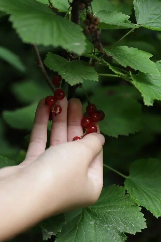 полезный чай. смородина лексическое значение. ароматизатор новая заря.