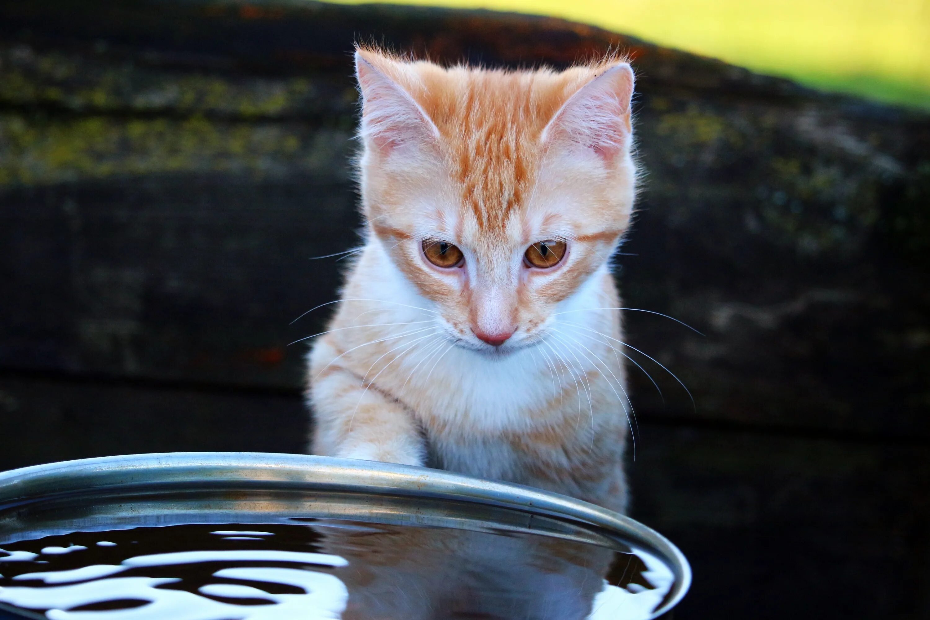 Кошка вода нос. Водяной котик. Кошка в воде. Рыжий кот в воде. Кот играется с водой.