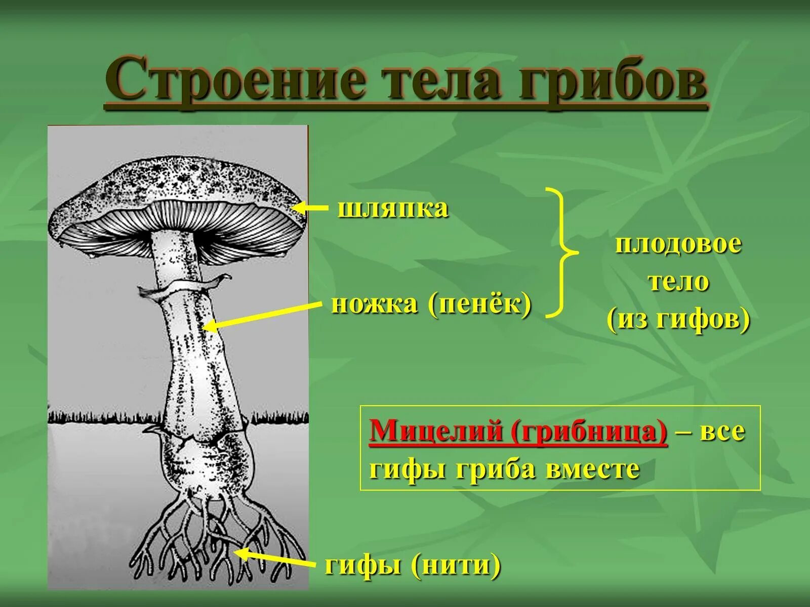 Мицелий гриба гиф. Строение шляпочного гриба 9 класс. Строение грибницы мицелия. Строение мицелия грибов. Строение гриба гифы мицелий.