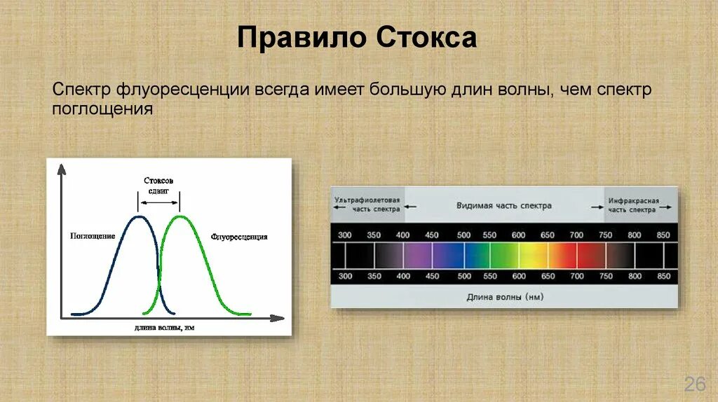 Самую большую длину волны имеет. Длина волны спектра поглощения. спектры поглощения пигментов таблица. правило стокса. спектр поглощения волн.