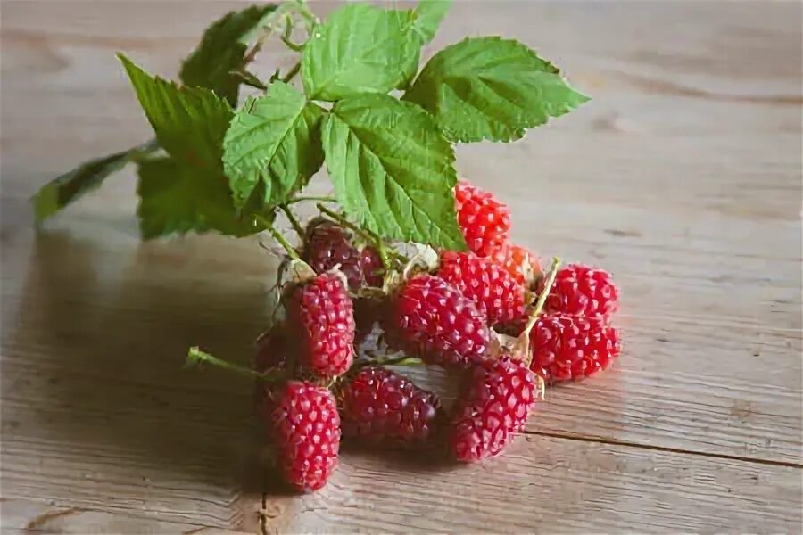 Сказка малина описание сорта фото отзывы садоводов. Малиновое дерево штамбовая малина. Малина полана. Малина дерево сказка описание сорта. Малина дерево сорт таруса.