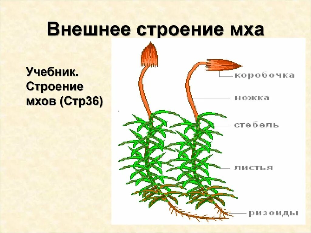 Кукушкин лен схема растения. Строение мха Кукушкин лен рисунок. Строение мха Кукушкин лен. Кукушкин лен строение. Строение мха Кукушкина льна.